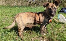 SYLVI, Hund, Mischlingshund in Selm - Bild 2