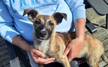 SYLVI, Hund, Mischlingshund in Selm - Bild 3