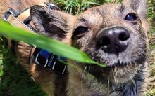 SYLVI, Hund, Mischlingshund in Selm - Bild 4