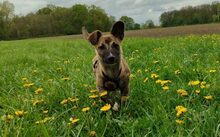 SYLVI, Hund, Mischlingshund in Selm - Bild 5