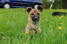 SYLVI, Hund, Mischlingshund in Selm - Bild 6