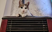 PUSTEBLUME, Katze, Europäisch Kurzhaar-Mix in Hennickendorf - Bild 1