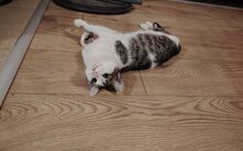 PUSTEBLUME, Katze, Europäisch Kurzhaar-Mix in Hennickendorf - Bild 2