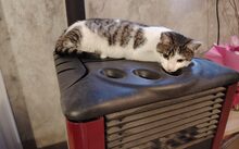 PUSTEBLUME, Katze, Europäisch Kurzhaar-Mix in Hennickendorf - Bild 3