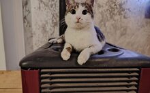 PUSTEBLUME, Katze, Europäisch Kurzhaar-Mix in Hennickendorf - Bild 4
