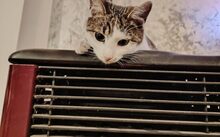 PUSTEBLUME, Katze, Europäisch Kurzhaar-Mix in Hennickendorf - Bild 5