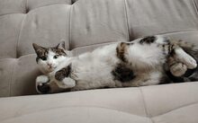 PUSTEBLUME, Katze, Europäisch Kurzhaar-Mix in Hennickendorf - Bild 6