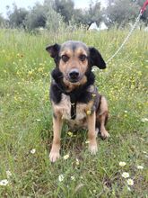 MATAKIAS, Hund, Mischlingshund in Griechenland - Bild 2