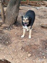 MATAKIAS, Hund, Mischlingshund in Griechenland - Bild 3