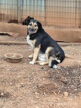 MATAKIAS, Hund, Mischlingshund in Griechenland - Bild 4