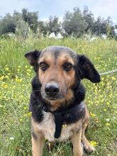 MATAKIAS, Hund, Mischlingshund in Griechenland - Bild 5