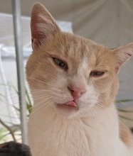 SCOOBYDOO, Katze, Europäisch Kurzhaar in Zypern