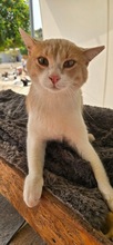 SCOOBYDOO, Katze, Europäisch Kurzhaar in Zypern - Bild 2