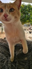 SCOOBYDOO, Katze, Europäisch Kurzhaar in Zypern - Bild 3