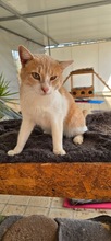 SCOOBYDOO, Katze, Europäisch Kurzhaar in Zypern - Bild 4