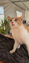 SCOOBYDOO, Katze, Europäisch Kurzhaar in Zypern - Bild 5