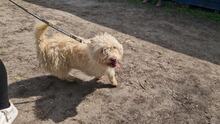 BERTA2, Hund, Mischlingshund in Ungarn - Bild 1