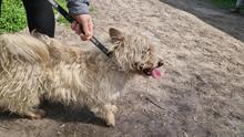 BERTA2, Hund, Mischlingshund in Ungarn - Bild 2