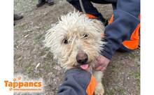 BERTA2, Hund, Mischlingshund in Ungarn - Bild 3