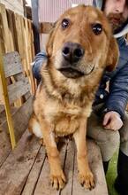 TIMON, Hund, Mischlingshund in Rumänien - Bild 1