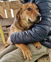 TIMON, Hund, Mischlingshund in Rumänien - Bild 10