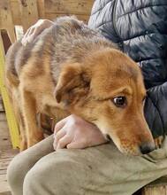 TIMON, Hund, Mischlingshund in Rumänien - Bild 11