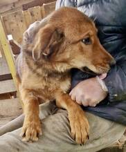 TIMON, Hund, Mischlingshund in Rumänien - Bild 12