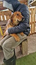 TIMON, Hund, Mischlingshund in Rumänien - Bild 15