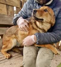 TIMON, Hund, Mischlingshund in Rumänien - Bild 2