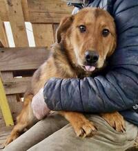 TIMON, Hund, Mischlingshund in Rumänien - Bild 3