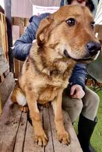 TIMON, Hund, Mischlingshund in Rumänien - Bild 4