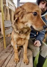TIMON, Hund, Mischlingshund in Rumänien - Bild 5