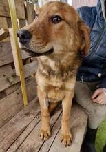 TIMON, Hund, Mischlingshund in Rumänien - Bild 6