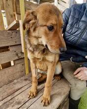 TIMON, Hund, Mischlingshund in Rumänien - Bild 7