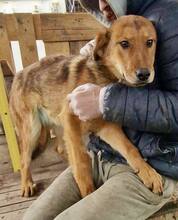 TIMON, Hund, Mischlingshund in Rumänien - Bild 8
