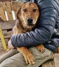 TIMON, Hund, Mischlingshund in Rumänien - Bild 9