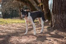 PEPE, Hund, Mischlingshund in Viersen - Bild 2