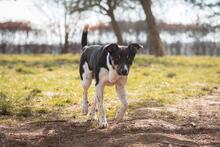 PEPE, Hund, Mischlingshund in Viersen - Bild 3