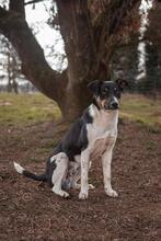PEPE, Hund, Mischlingshund in Viersen - Bild 4
