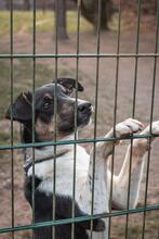 PEPE, Hund, Mischlingshund in Viersen - Bild 5