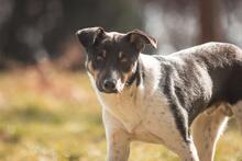 PEPE, Hund, Mischlingshund in Viersen - Bild 6