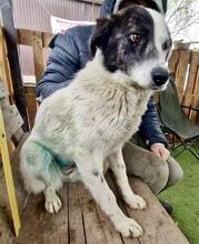 MINA, Hund, Mischlingshund in Rumänien - Bild 12