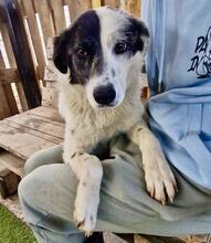 MINA, Hund, Mischlingshund in Rumänien - Bild 2