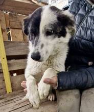 MINA, Hund, Mischlingshund in Rumänien - Bild 6