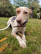 FRIDA, Hund, Podenco-Mix in Eicklingen