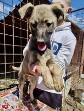 FLORA, Hund, Mischlingshund in Rumänien - Bild 12