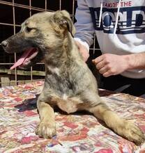 FLORA, Hund, Mischlingshund in Rumänien - Bild 14