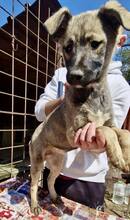FLORA, Hund, Mischlingshund in Rumänien - Bild 7