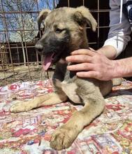 FLORA, Hund, Mischlingshund in Rumänien - Bild 8