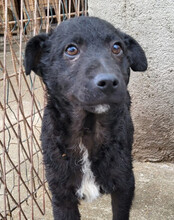 ARCHIE, Hund, Kroatischer Schäferhund-Mix in Kroatien - Bild 10